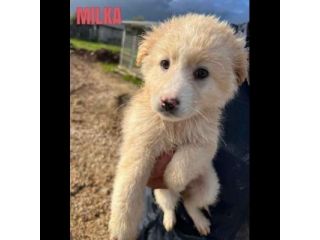 CUCCIOLI IN ADOZIONE UN MIRACOLO DI SALVEZZA