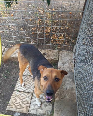 BUONISSIMO CAGNOLINO IN REGALO IN TUTTA ITALIA - Foto 3