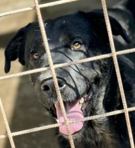 TRONKY UN GIOIOSO COCCOLONE: CANE IN ADOZIONE 1 ANNO - Foto 3