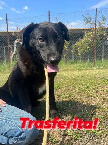 UN' OPPORTUNITÀ PER DONNA: CAGNOLINA IN ADOZIONE - Foto 5