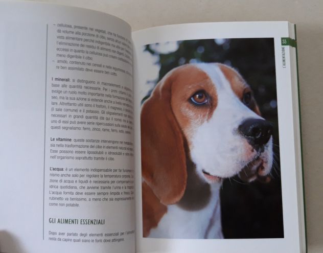 Beagle - Foto 7