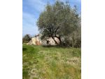 MONTEGRIDOLFO VENDESI RUDERE CON MQ. 1.222 DI TERRENO CON OLIVI