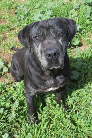 Geppetto il dolcissimo cane corso - Foto 3