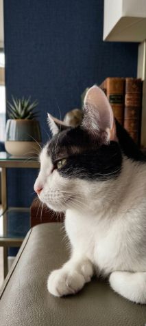Regalo gatto un anno e mezzo tuxedo