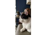 Regalo gatto un anno e mezzo tuxedo