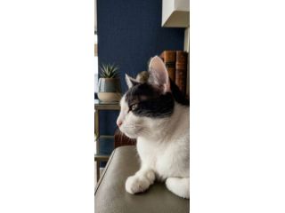 Regalo gatto un anno e mezzo tuxedo