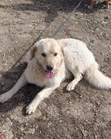 RED E MACNO INSEPARABILI ADOZIONE DI COPPIA - Foto 5