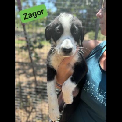 CUCCIOLI IN ADOZIONE ZACK, ZAGOR, ZAIRA. - Foto 5