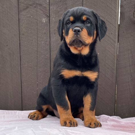 Cuccioli di Rottweiler.
