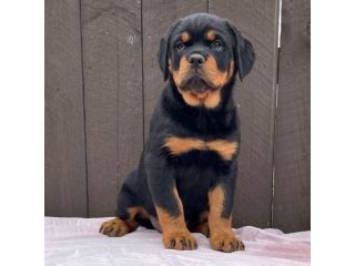 Cuccioli di Rottweiler.