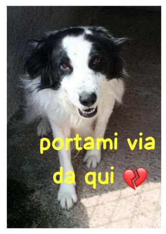 RICO 3 ANNI SIMIL BORDER COLLIE TAGLIA MEDIA