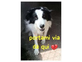 RICO 3 ANNI SIMIL BORDER COLLIE TAGLIA MEDIA