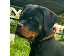 Vendesi cucciole femmine di Rottweiler