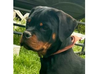 Vendesi cucciole femmine di Rottweiler