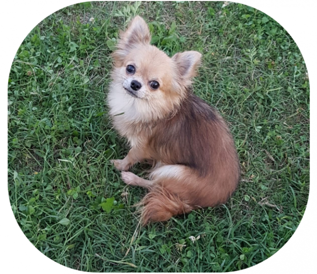 Cuccioli di chihuahua