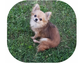 Cuccioli di chihuahua