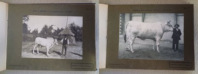 La RAZZA BOVINA di VAL di CHIANA, Dottori M. PICCININI e G. GUGNONI. 1909. - Foto 5
