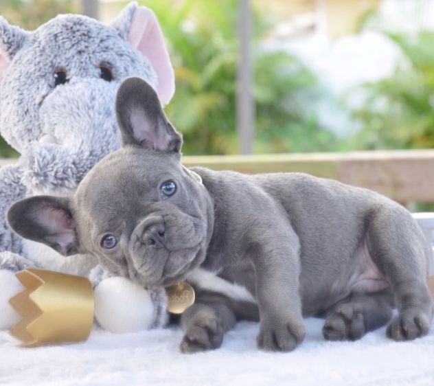 BOULEDOGUE - BULLDOG FRANCESE CUCCIOLI BLU - pag in comode rate - Foto 2