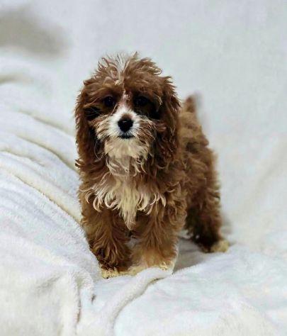 Cuccioli di Cavapoo