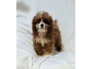 Cuccioli di Cavapoo