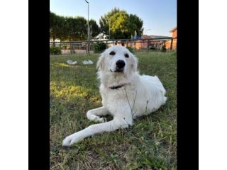 NEVE MERAVIGLIOSA CAGNOLINA IN ADOZIONE