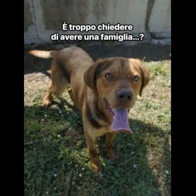 LENNON UNA DOLCEZZA DA SALVARE CANE IN ADOZIONE - Foto 6