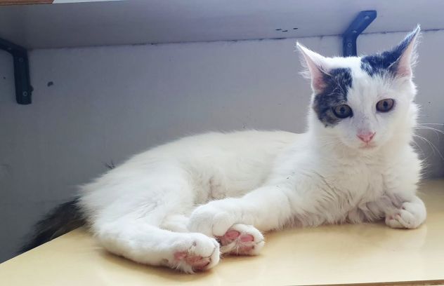 Principe, gatto delizioso - Foto 2