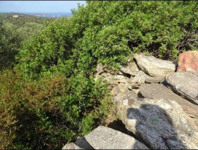 Immobile in asta di 2270 m² in vendita a Olbia - Foto 20