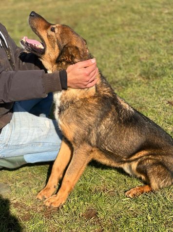 GIOI CANE IN ADOZIONE - Foto 7