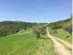 Tanta Terra .... Boschi e qualche pianta di Ulivo