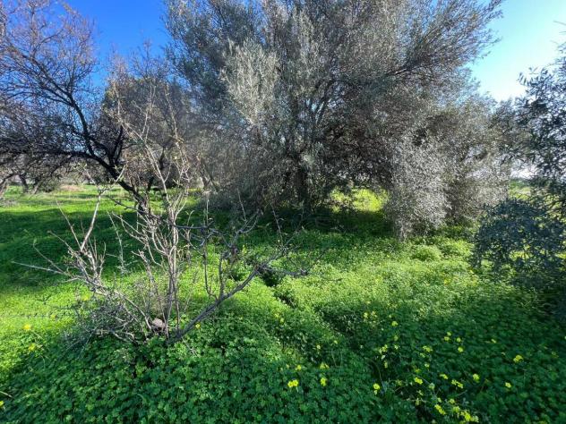 Seminativo in vendita a Motta Sant'Anastasia - Foto 4
