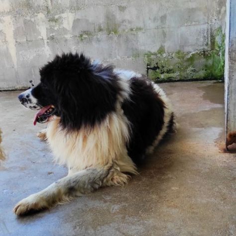 DUE MERAVIGLIE DIMENTICATE: CANI IN ADOZIONE - Foto 9