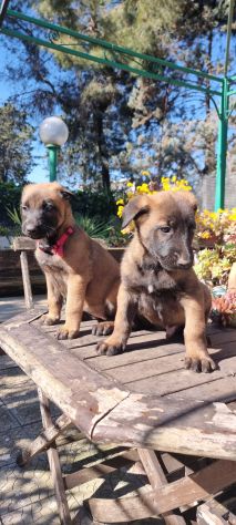 Allevamento e Cuccioli Malinois a Taranto - Foto 4