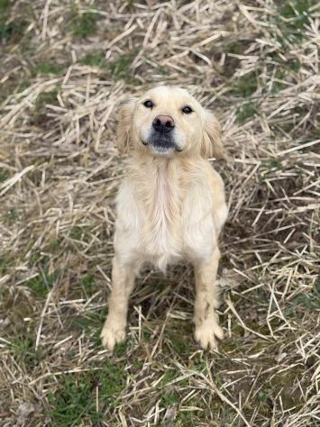 HONEY, mix GOLDEN RETRIEVER dolce come il miele! - Foto 4