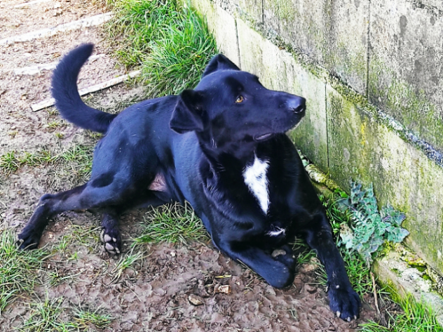 CANE IN ADOZIONE: ARON