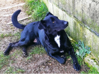 CANE IN ADOZIONE: ARON