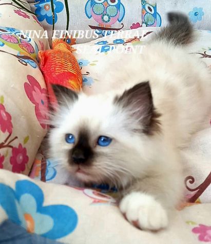 Cuccioli Sacro di Birmania con pedigree - Foto 6