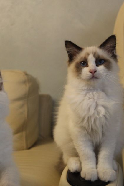 Ragdoll cuccioli - Foto 6