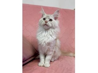 Maine coon
