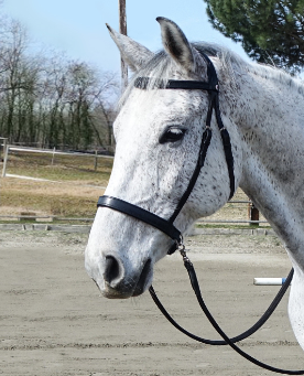 Testiera Bitless Elegance e redini in corda NUOVE! - Foto 4