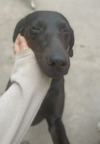 Giuditta - Foto 3