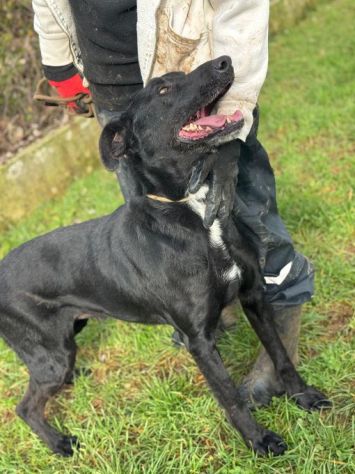 AARON dolce e vitale carbonello,  CANE IN ADOZIONE - Foto 9