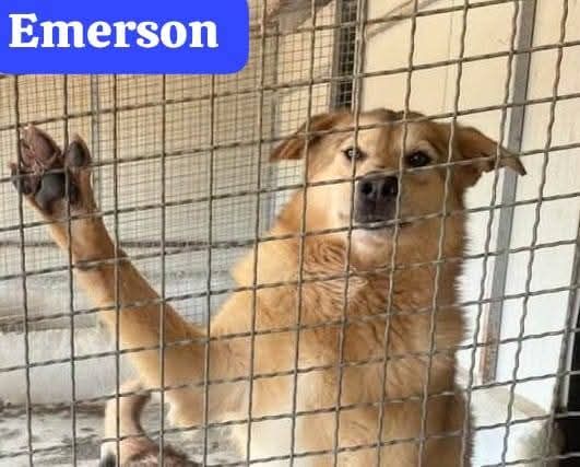 ELIO e EMERSON DIMENTICATI CANI SOCIEVOLI E AMOREVOLI IN ADOZIONE - Foto 2
