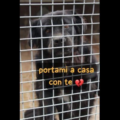 BLACKY TANTO BUONO, CANE IN ADOZIONE - Foto 3