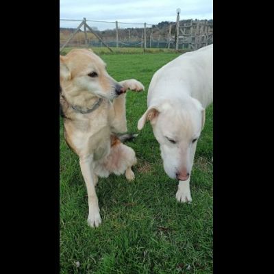 CALLAS DELIZIOSA CAGNOLINA IN ADOZIONE - Foto 8