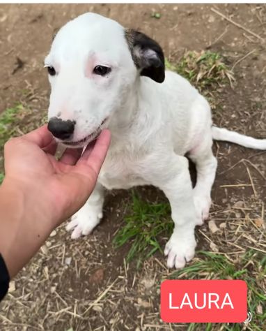 Cucciole in adozione - Foto 4