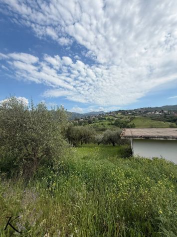 Laureana Cilento – terreno agricolo con 400 piante di ulivo - Foto 8