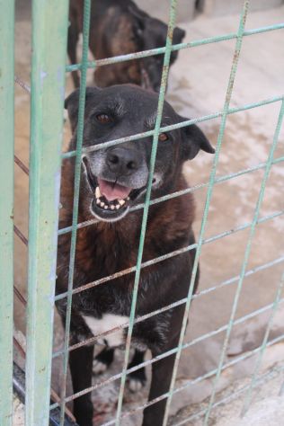 DEA E ZEUS 14 ANNI taglia media - Foto 2