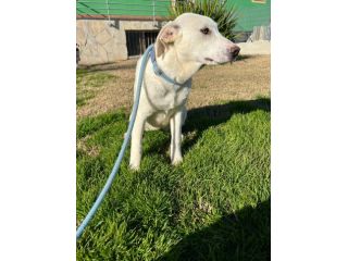 Jessi 5anni femmina mix Labrador,cresce in box MATERA
