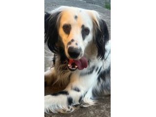 TEX DOLCISSIMO CANE IN ADOZIONE